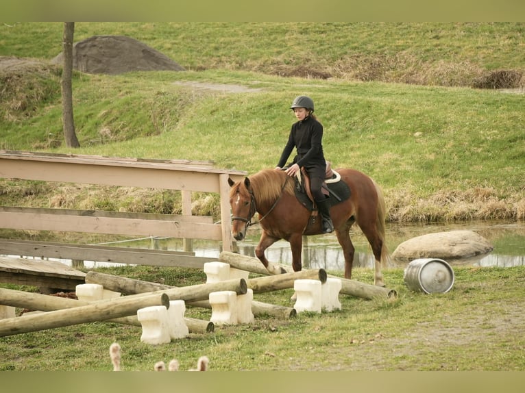 Arbeitspferd Mix Wallach 5 Jahre 147 cm Rotfuchs in Baltic