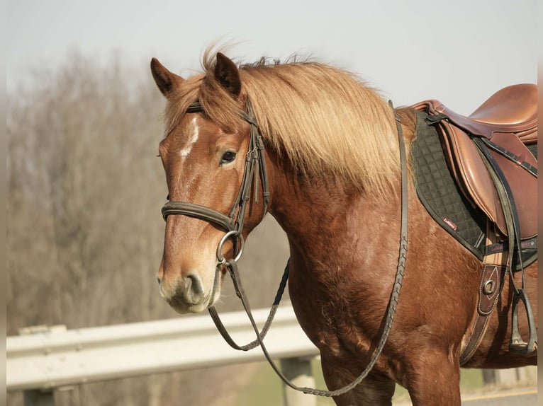 Arbeitspferd Mix Wallach 5 Jahre 147 cm Rotfuchs in Baltic