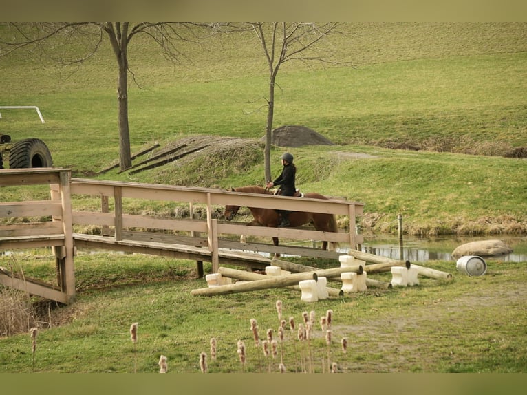 Arbeitspferd Mix Wallach 5 Jahre 147 cm Rotfuchs in Baltic