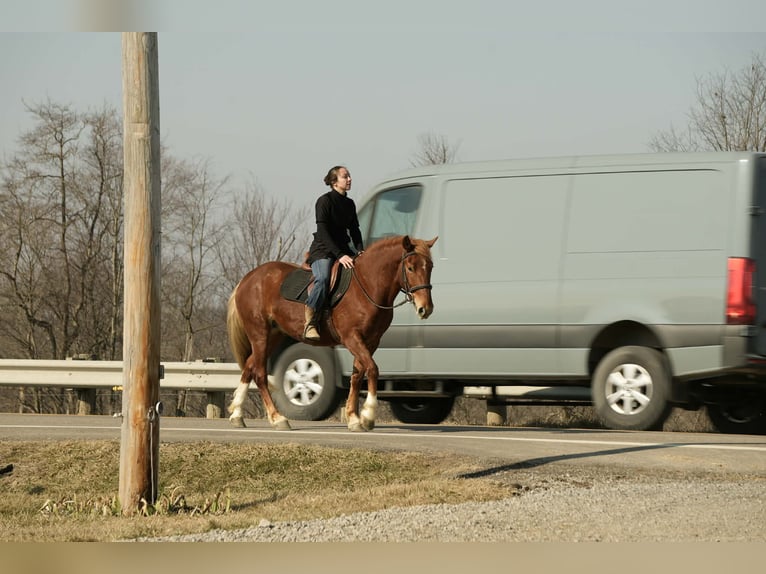 Arbeitspferd Mix Wallach 5 Jahre 147 cm Rotfuchs in Baltic
