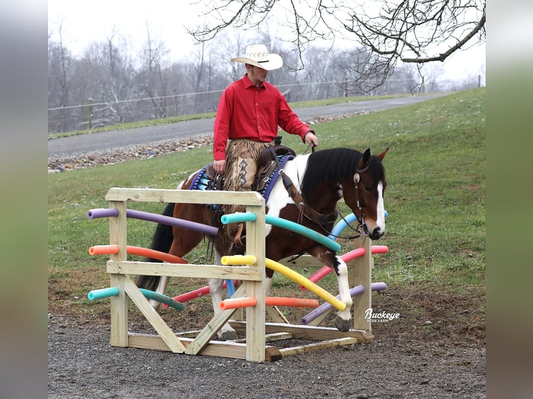 Arbeitspferd Mix Wallach 5 Jahre 147 cm Tobiano-alle-Farben in Millersburg