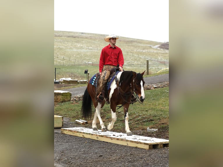 Arbeitspferd Mix Wallach 5 Jahre 147 cm Tobiano-alle-Farben in Millersburg