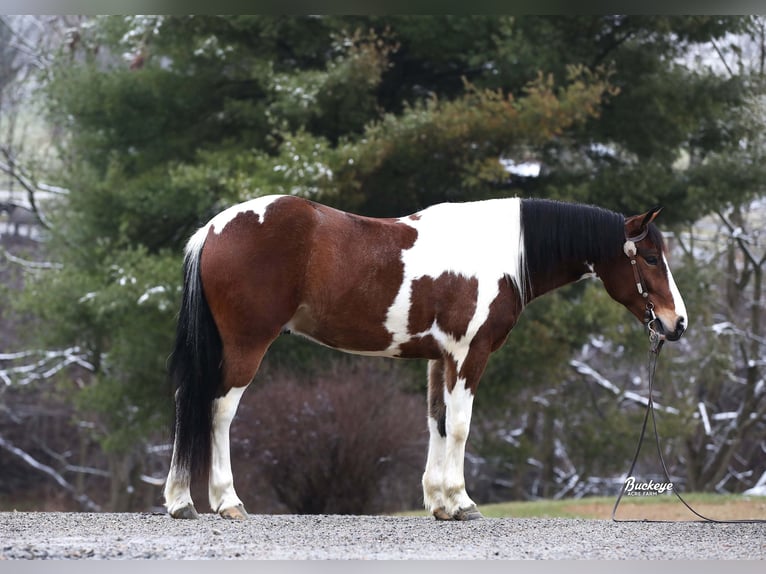 Arbeitspferd Mix Wallach 5 Jahre 147 cm Tobiano-alle-Farben in Millersburg