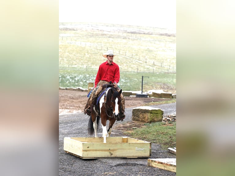 Arbeitspferd Mix Wallach 5 Jahre 147 cm Tobiano-alle-Farben in Millersburg