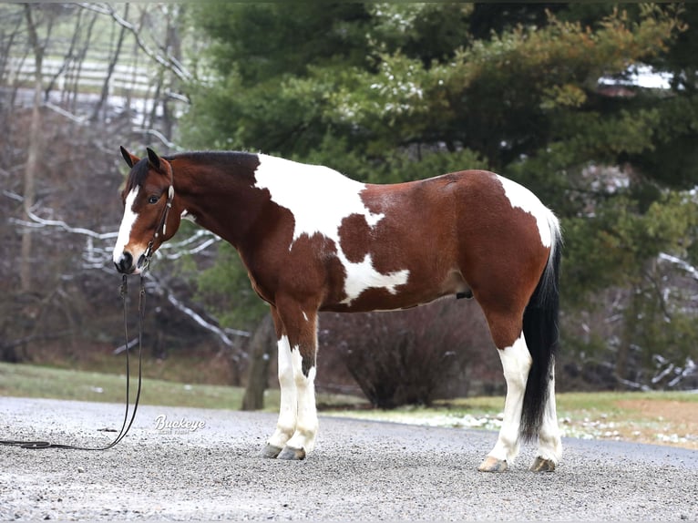 Arbeitspferd Mix Wallach 5 Jahre 147 cm Tobiano-alle-Farben in Millersburg