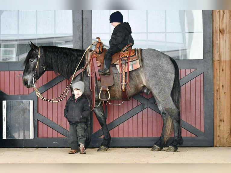 Arbeitspferd Mix Wallach 5 Jahre 150 cm Roan-Blue in Rebersburg