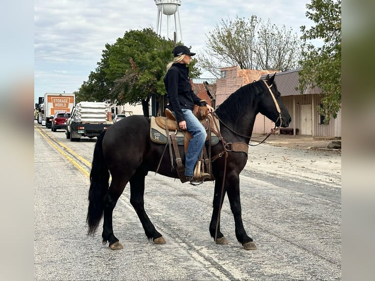 Arbeitspferd Wallach 5 Jahre 152 cm Rappe in Jacksboro TX