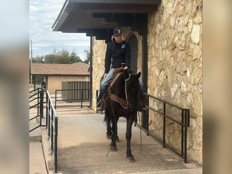 Arbeitspferd Wallach 5 Jahre 152 cm Rappe in Jacksboro TX