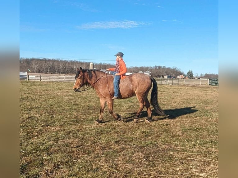 Arbeitspferd Wallach 5 Jahre 152 cm Roan-Bay in Winchester OH