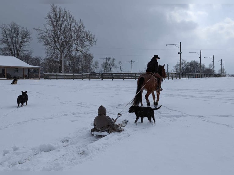 Arbeitspferd Wallach 5 Jahre 152 cm Roan-Bay in Winchester OH