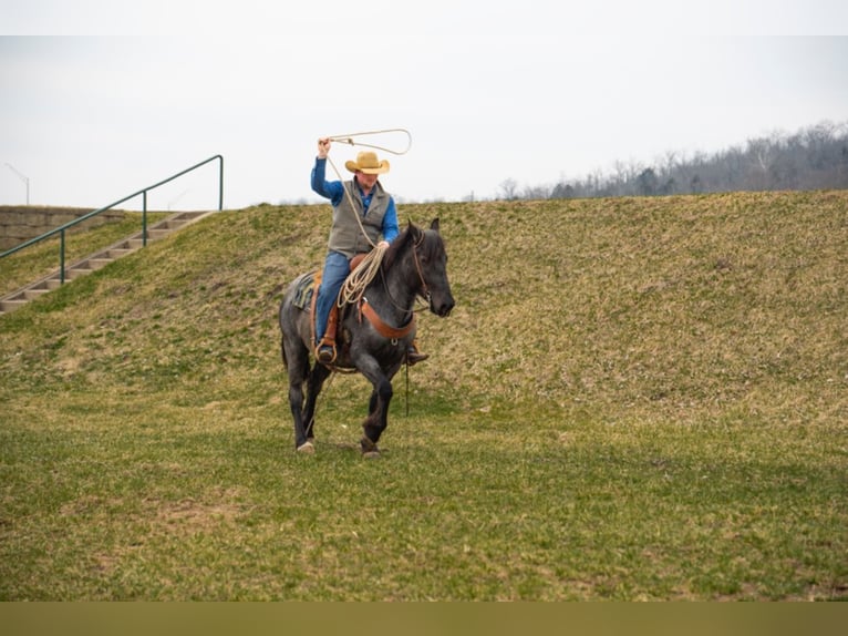 Arbeitspferd Wallach 5 Jahre 152 cm Roan-Blue in Middletown OH