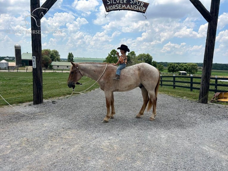 Arbeitspferd Wallach 5 Jahre 152 cm Roan-Red in Sebree, KY