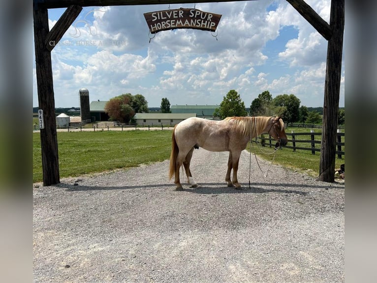 Arbeitspferd Wallach 5 Jahre 152 cm Roan-Red in Sebree, KY