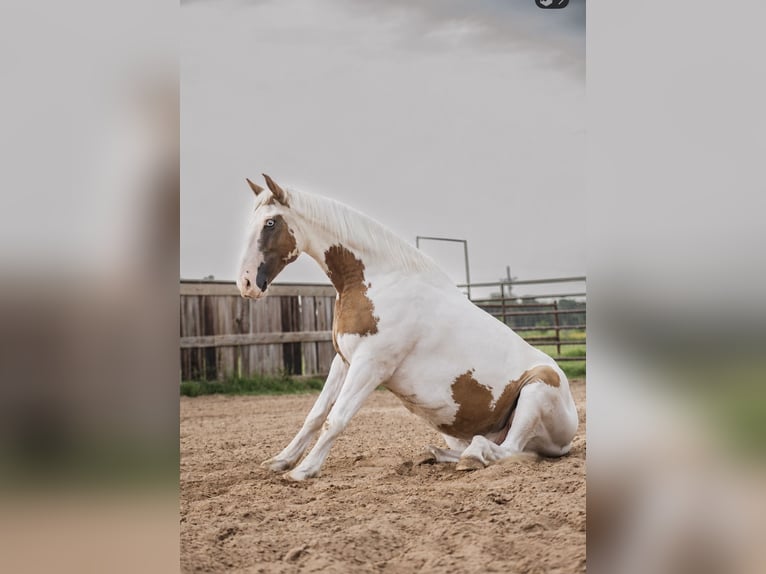 Arbeitspferd Mix Wallach 5 Jahre 152 cm Rotfuchs in Ravenna
