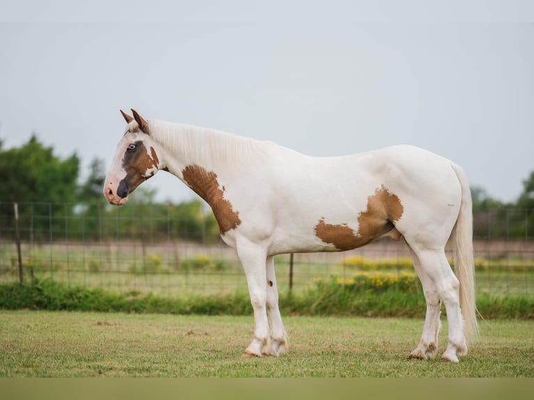Arbeitspferd Mix Wallach 5 Jahre 152 cm Rotfuchs in Ravenna