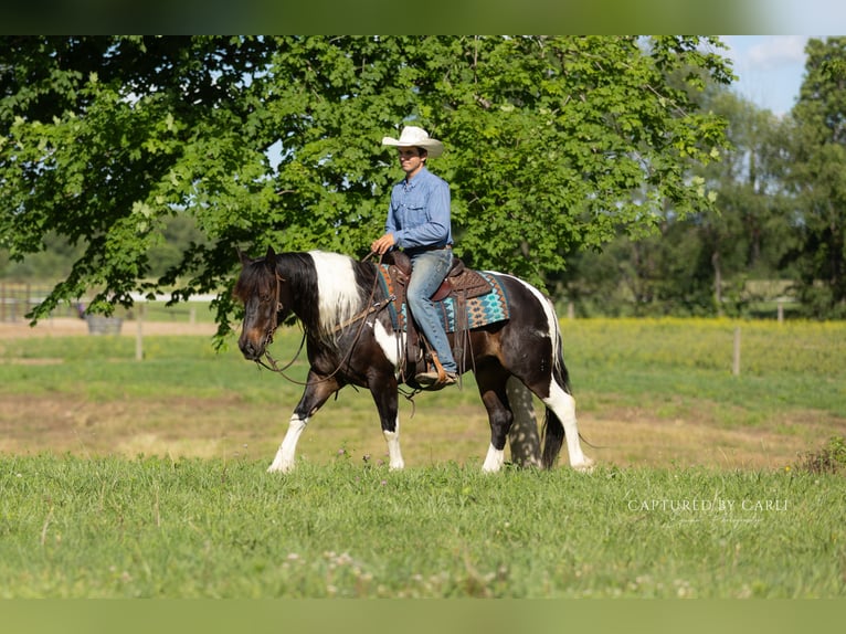 Arbeitspferd Mix Wallach 5 Jahre 152 cm Schecke in Lewistown