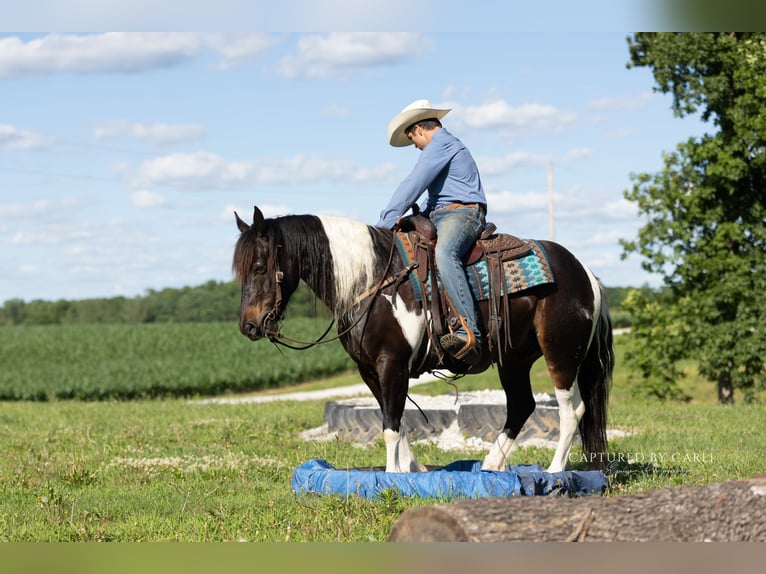 Arbeitspferd Mix Wallach 5 Jahre 152 cm Schecke in Lewistown