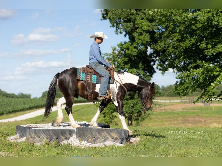 Arbeitspferd Mix Wallach 5 Jahre 152 cm Schecke in Lewistown