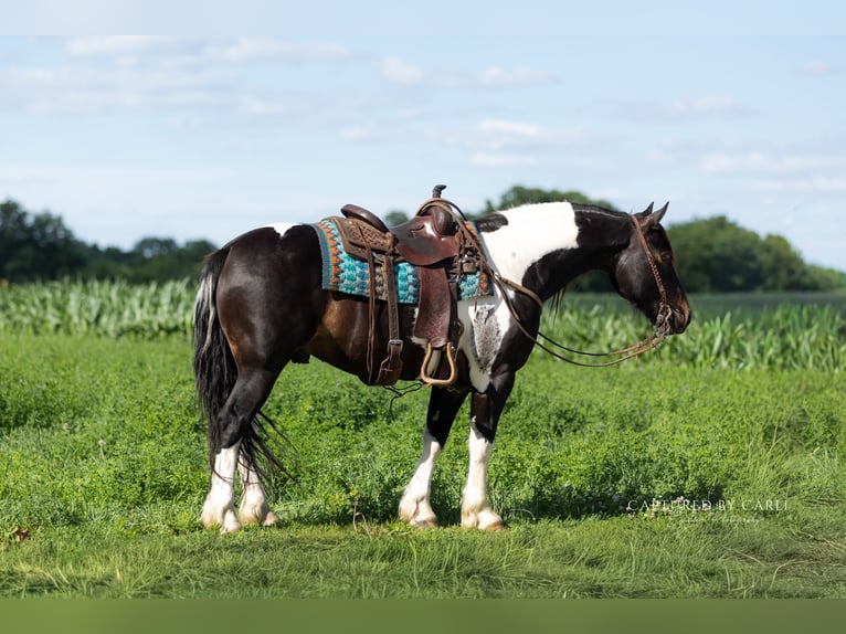 Arbeitspferd Mix Wallach 5 Jahre 152 cm Schecke in Lewistown