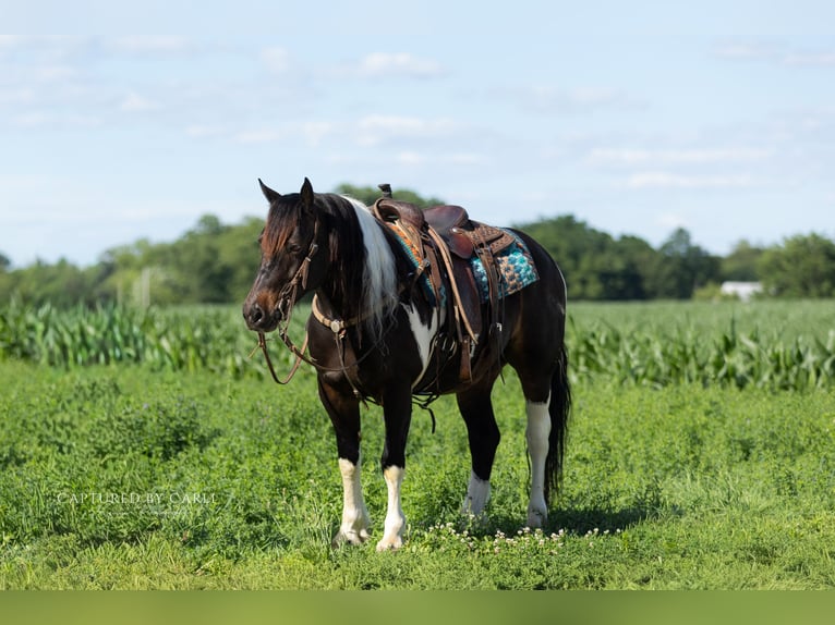 Arbeitspferd Mix Wallach 5 Jahre 152 cm Schecke in Lewistown