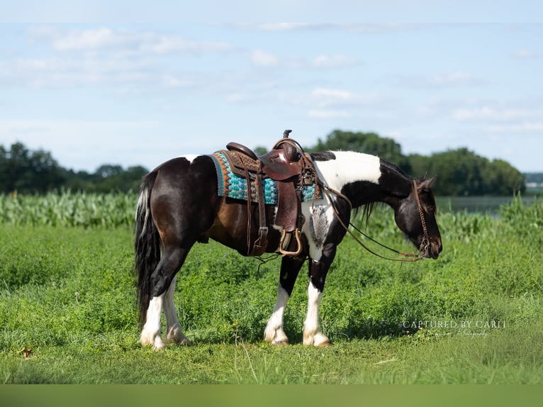 Arbeitspferd Mix Wallach 5 Jahre 152 cm Schecke in Lewistown