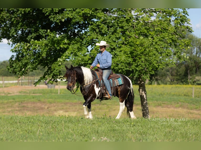 Arbeitspferd Mix Wallach 5 Jahre 152 cm Schecke in Lewistown