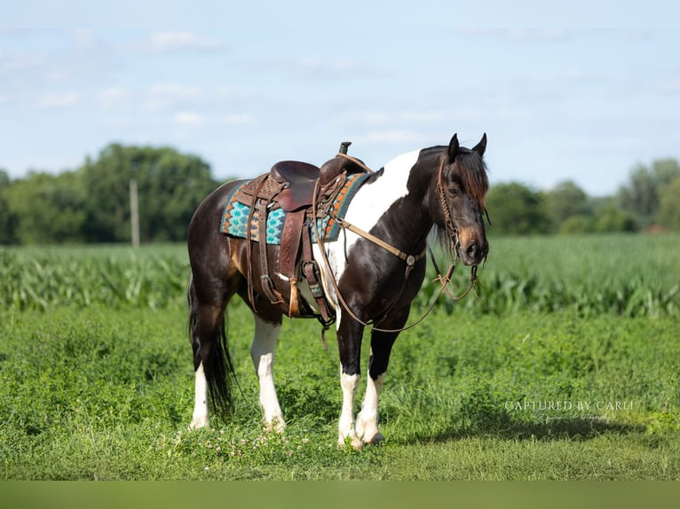 Arbeitspferd Mix Wallach 5 Jahre 152 cm Schecke in Lewistown