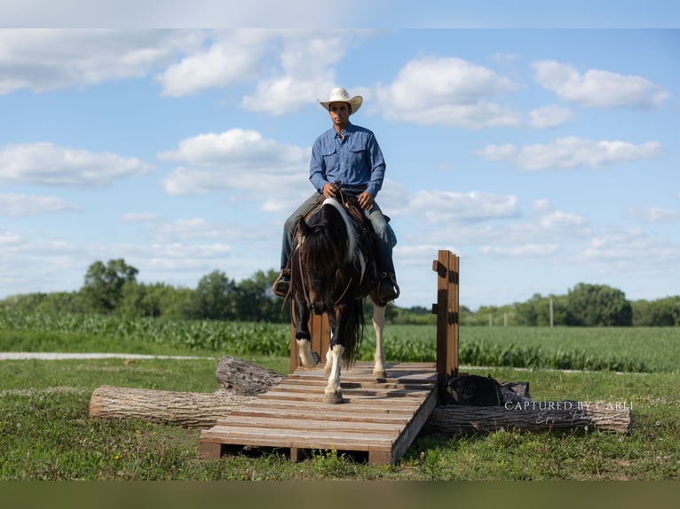 Arbeitspferd Mix Wallach 5 Jahre 152 cm Schecke in Lewistown