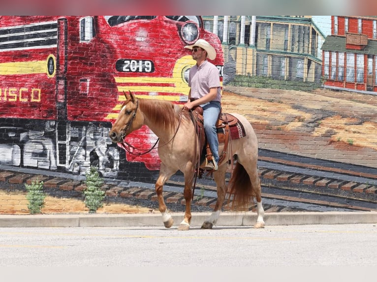 Arbeitspferd Mix Wallach 5 Jahre 152 cm in Purdy, MO