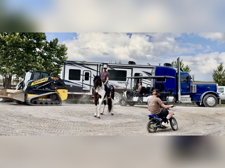 Arbeitspferd Mix Wallach 5 Jahre 155 cm Schecke in Gap