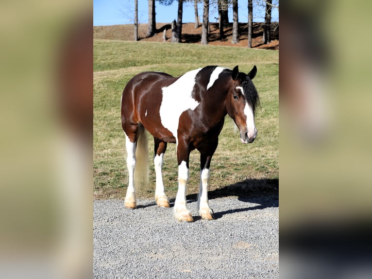 Arbeitspferd Mix Wallach 5 Jahre 155 cm Schecke in Millersburg