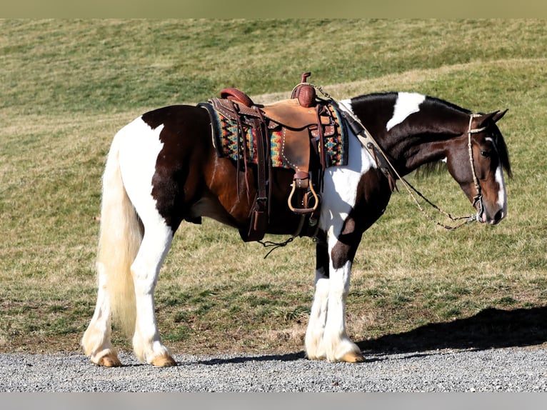 Arbeitspferd Mix Wallach 5 Jahre 155 cm Schecke in Millersburg