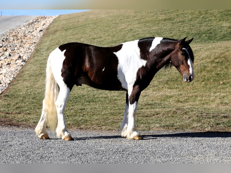 Arbeitspferd Mix Wallach 5 Jahre 155 cm Schecke in Millersburg