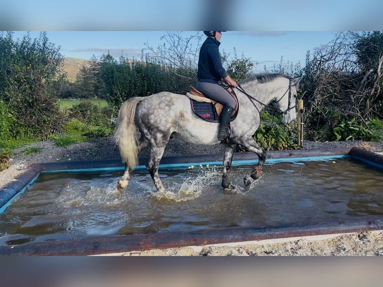 Arbeitspferd Wallach 5 Jahre 156 cm Apfelschimmel in Sligo