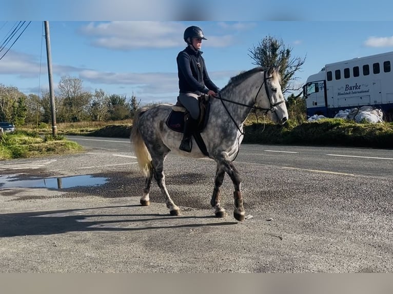 Arbeitspferd Wallach 5 Jahre 156 cm Apfelschimmel in Sligo