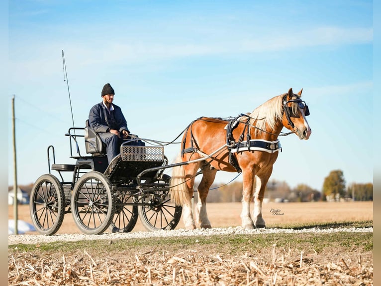 Arbeitspferd Mix Wallach 5 Jahre 157 cm Palomino in Independence