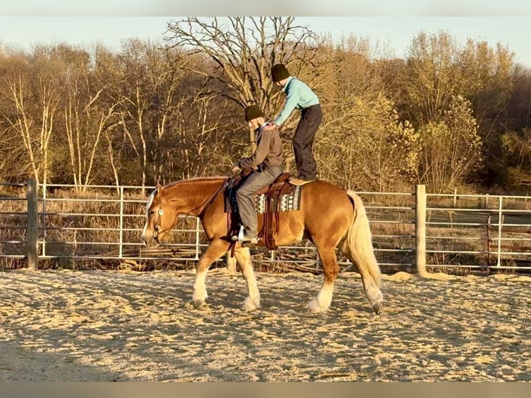 Arbeitspferd Mix Wallach 5 Jahre 157 cm Palomino in Independence