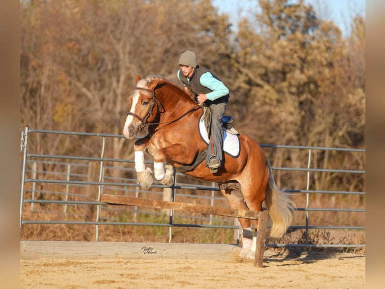 Arbeitspferd Mix Wallach 5 Jahre 157 cm Palomino in Independence
