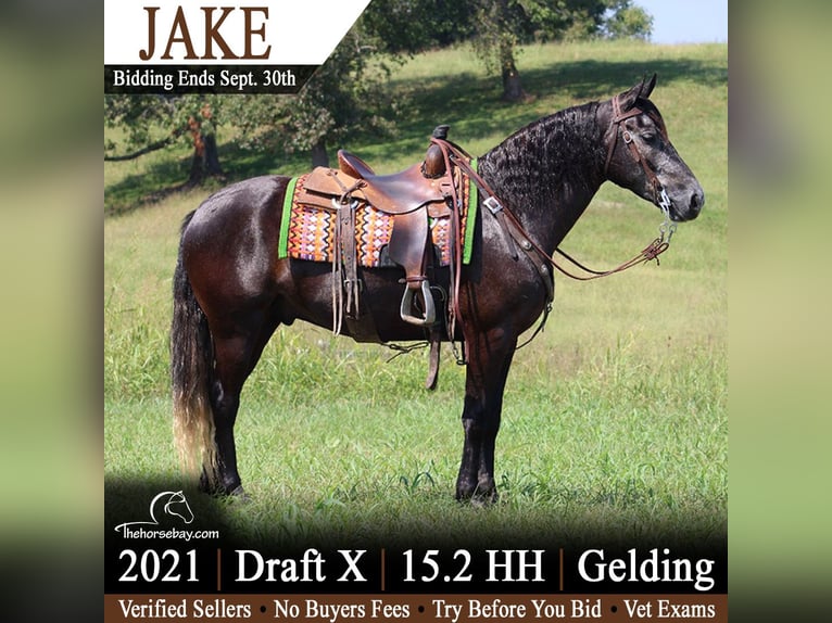 Arbeitspferd Mix Wallach 5 Jahre 157 cm Rappschimmel in Tompkinsville, KY