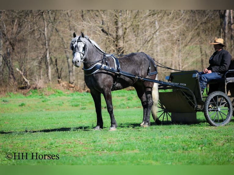 Arbeitspferd Mix Wallach 5 Jahre 157 cm Schimmel in Flemingsburg