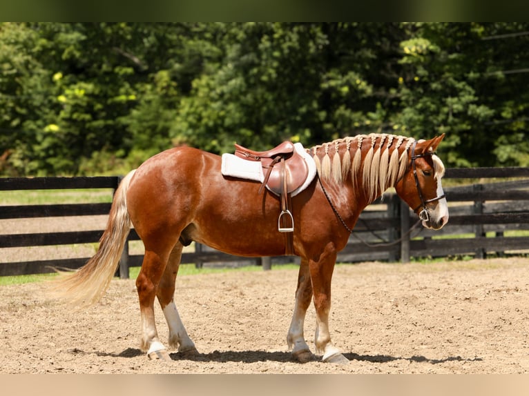 Arbeitspferd Mix Wallach 5 Jahre 157 cm in Crab Orchard, KY