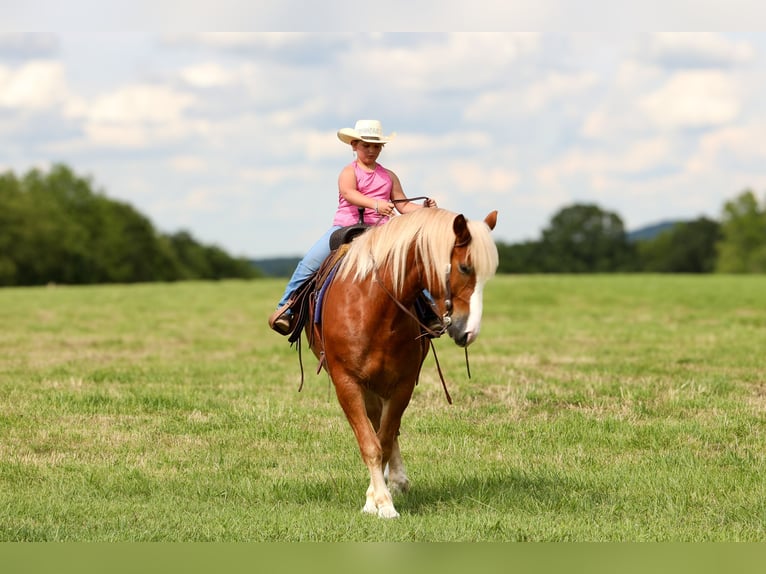 Arbeitspferd Mix Wallach 5 Jahre 157 cm in Crab Orchard, KY