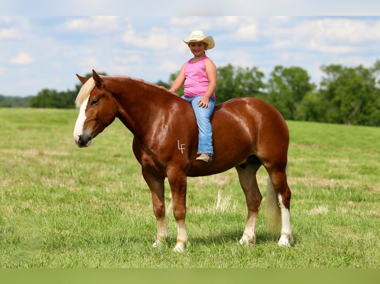 Arbeitspferd Mix Wallach 5 Jahre 157 cm in Crab Orchard, KY