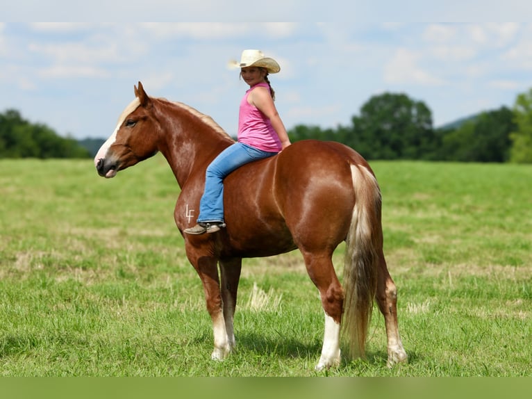 Arbeitspferd Mix Wallach 5 Jahre 157 cm in Crab Orchard, KY