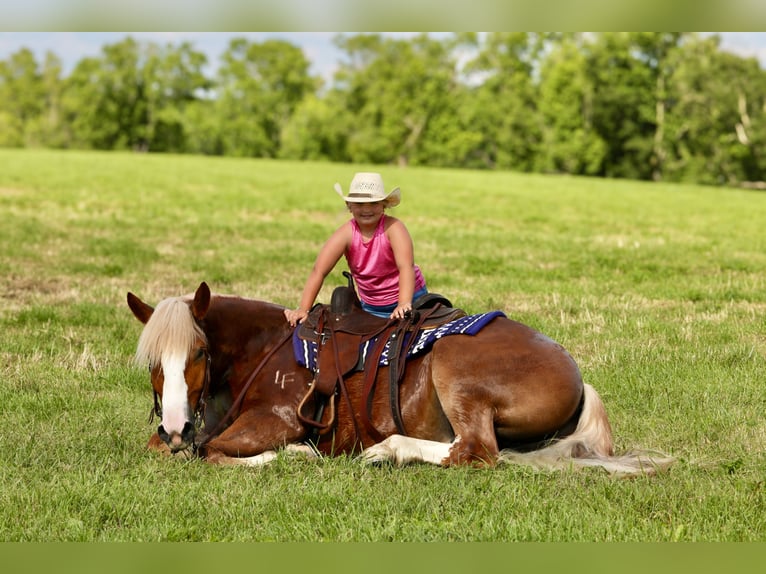 Arbeitspferd Mix Wallach 5 Jahre 157 cm in Crab Orchard, KY