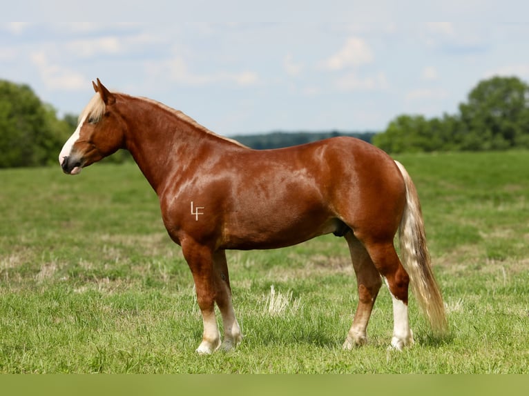 Arbeitspferd Mix Wallach 5 Jahre 157 cm in Crab Orchard, KY