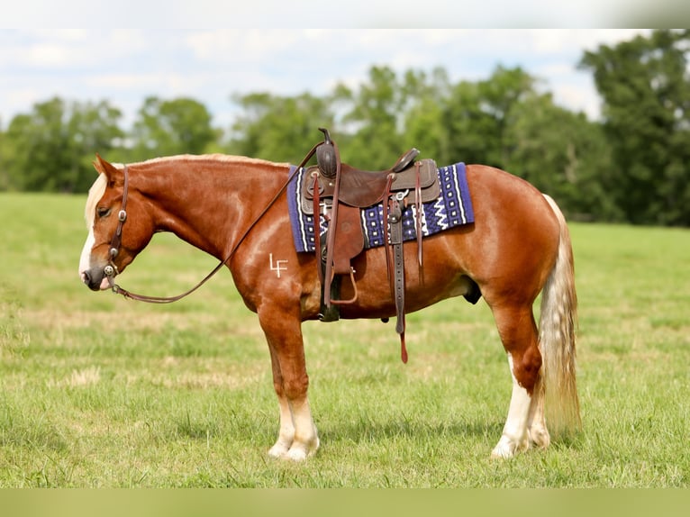 Arbeitspferd Mix Wallach 5 Jahre 157 cm in Crab Orchard, KY