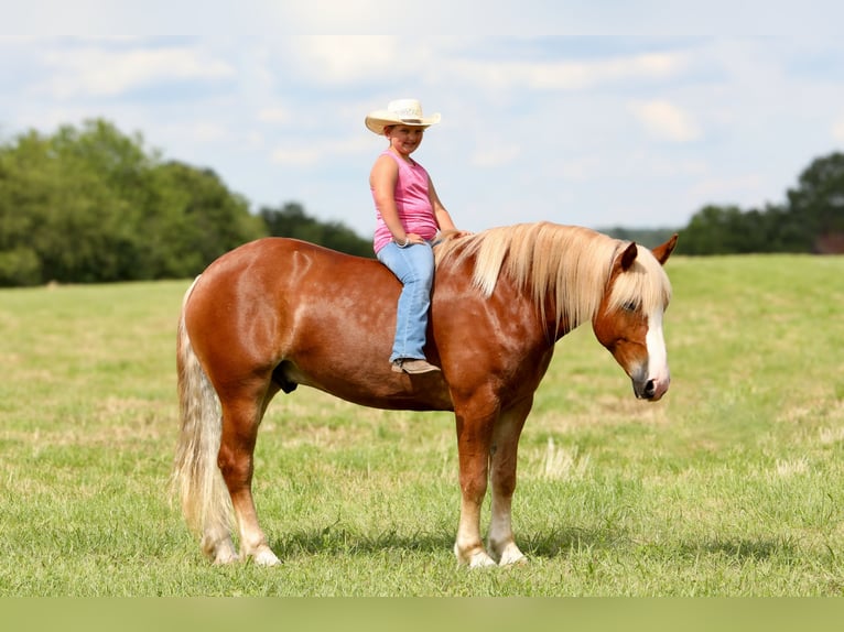 Arbeitspferd Mix Wallach 5 Jahre 157 cm in Crab Orchard, KY