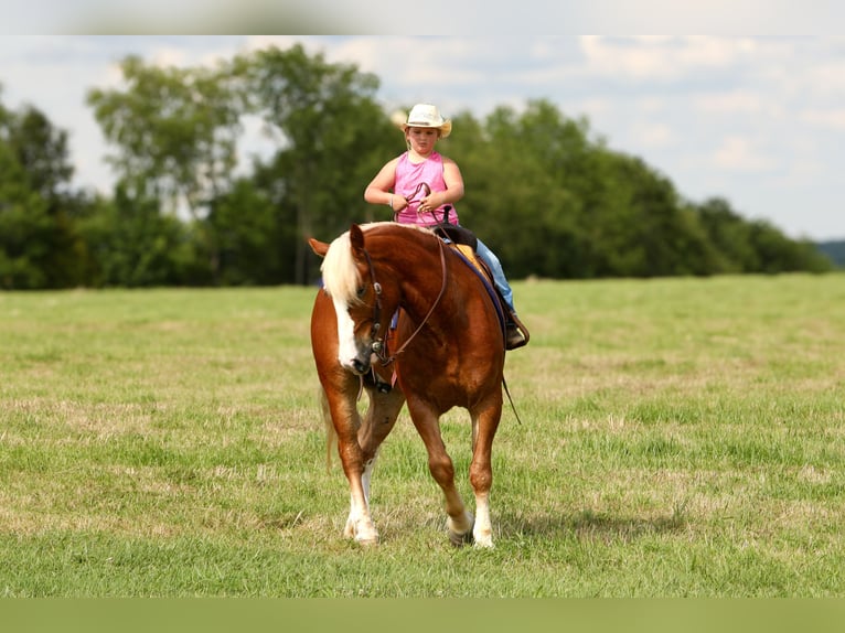 Arbeitspferd Mix Wallach 5 Jahre 157 cm in Crab Orchard, KY