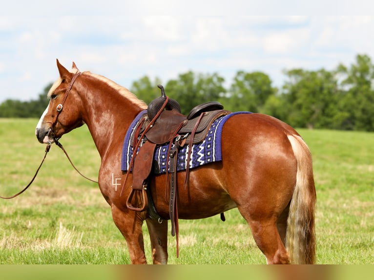 Arbeitspferd Mix Wallach 5 Jahre 157 cm in Crab Orchard, KY